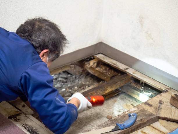 Best Black Mold Removal  in Tulia, TX