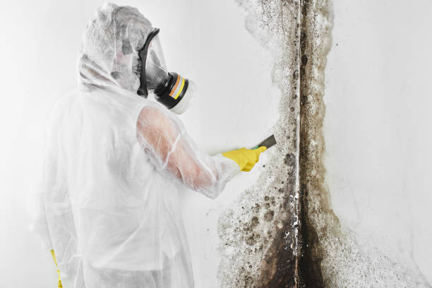 Best Commercial Mold Removal  in Tulia, TX