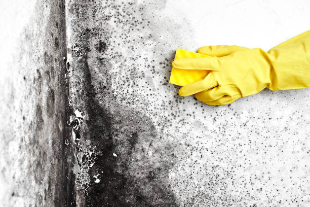 Best Crawl Space Mold Removal  in Tulia, TX