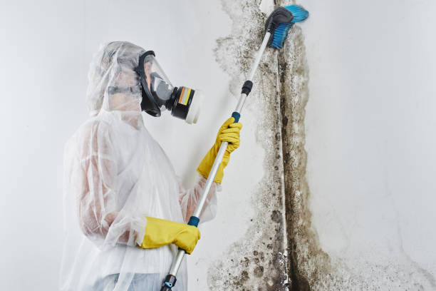 Best Emergency Mold Removal  in Tulia, TX