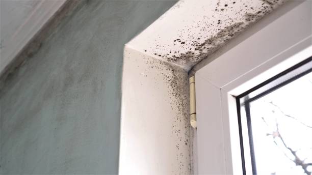 Best Mold Damage Repair  in Tulia, TX
