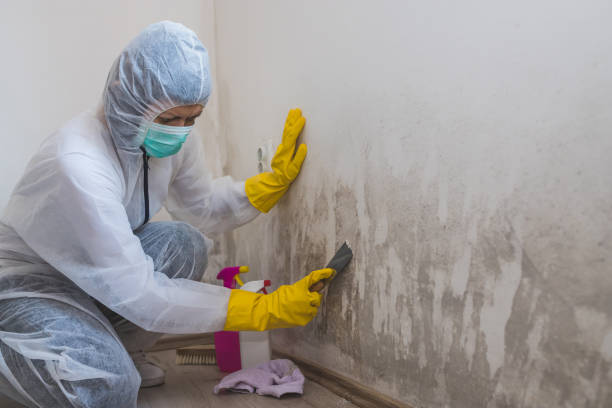 Best Mold Damage Repair  in Tulia, TX