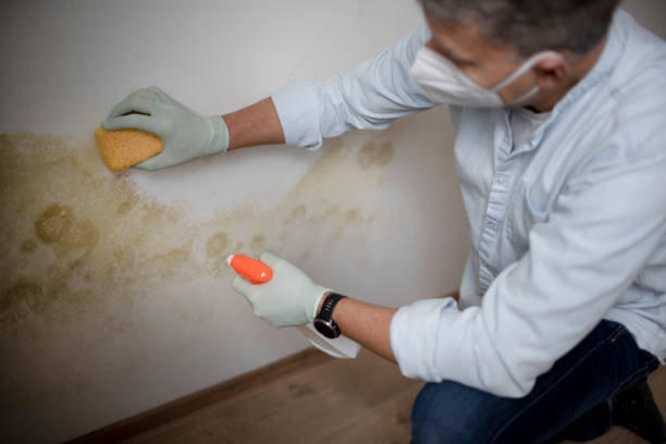 Best Professional Mold Removal  in Tulia, TX