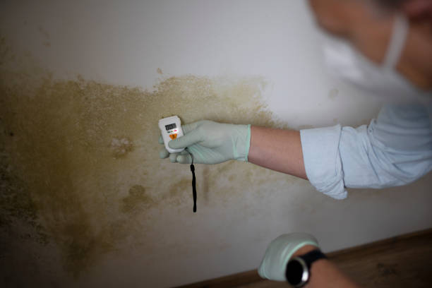 Best Affordable Mold Removal  in Tulia, TX