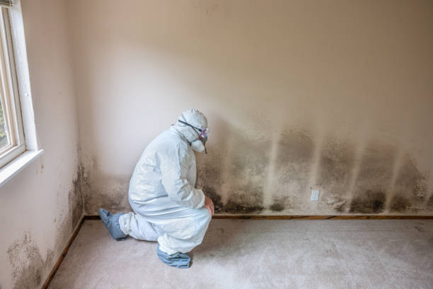 Best Best Mold Removal Companies  in Tulia, TX