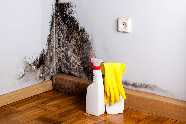 Best Mold Testing  in Tulia, TX