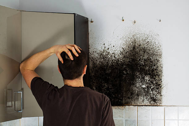 Mold Removal and Inspection in Tulia, TX